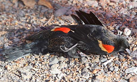 One of the thousands of red-winged blackbirds that rained down on Beebe, Arkansas, on New Year's Eve