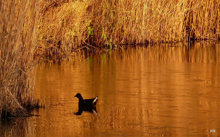 Green Shoots: Dusk and Dawn