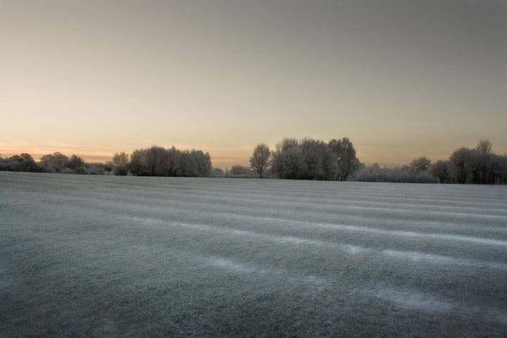 Green Shoots: Dusk and Dawn