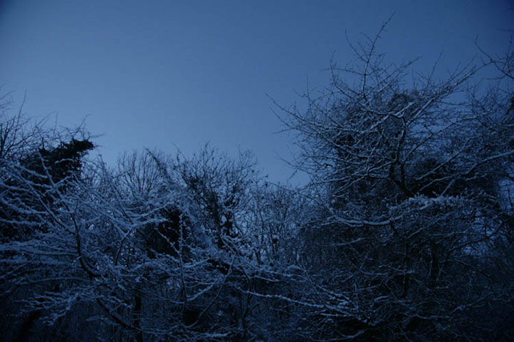 Green Shoots: Dusk and Dawn