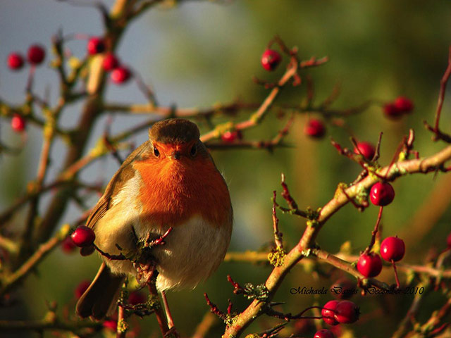 Green Shoots: Dusk and Dawn