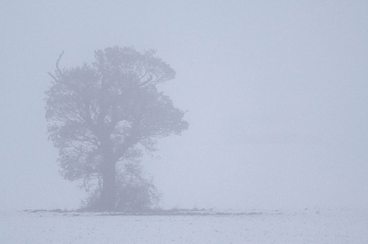 Green Shoots: Dusk and Dawn