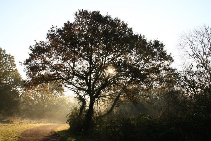 Green Shoots: Dusk and Dawn 2