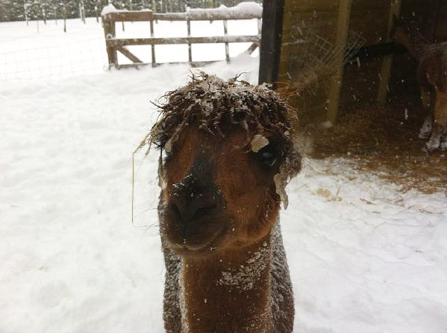 Week in pics: Holmes: alpaca