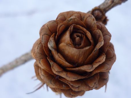 larch