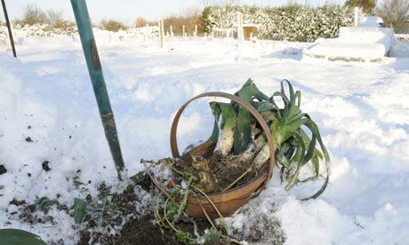 Snow covered allotment