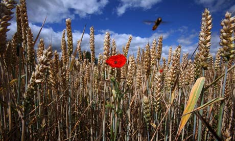 Wheat in Suffolk, UK