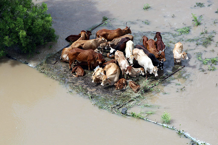 Australia floods: Cattle trapped on a small raised pocket of land during flooding