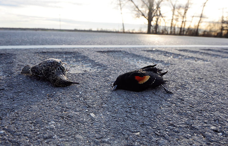 24 hours in pictures: A dead starling and red-winged blackbird lay on road at Morganza highway