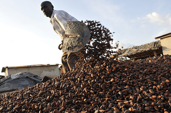 Ivory Coast crisis: Baoule farmer gathers cocoa beans 