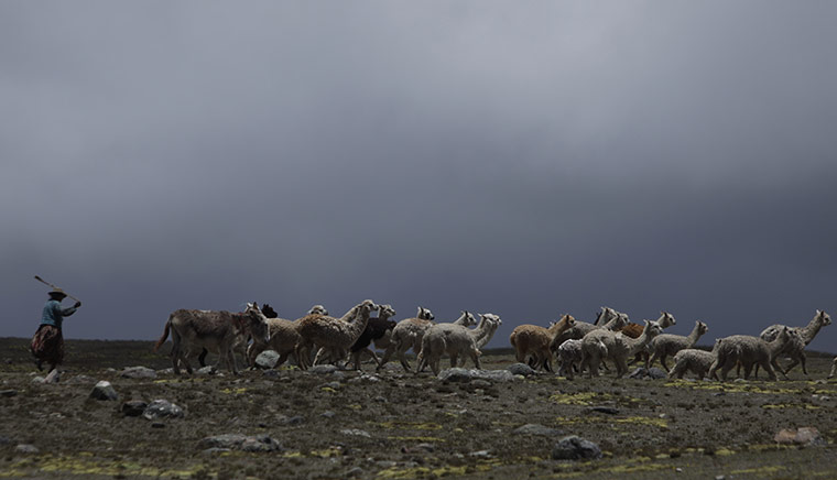 24 hours: Bolivia: A woman herds her alpacas at the Ulla Ulla Biosphere Reserve