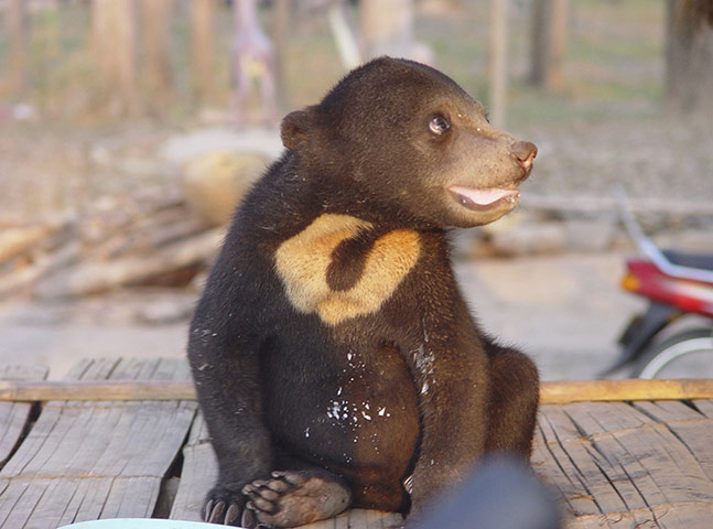 Haiti by night: a sunbear cub being sold for the pet trade, Thai-Laos border