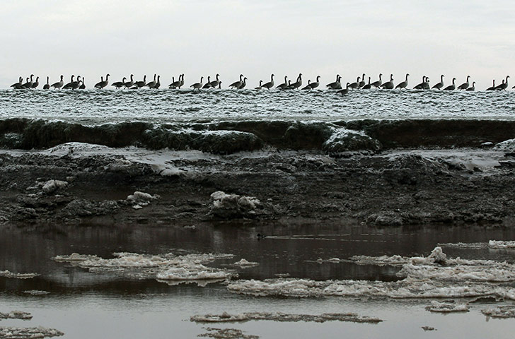 Haiti by night: Canada Geese sit on the bank of the River Don