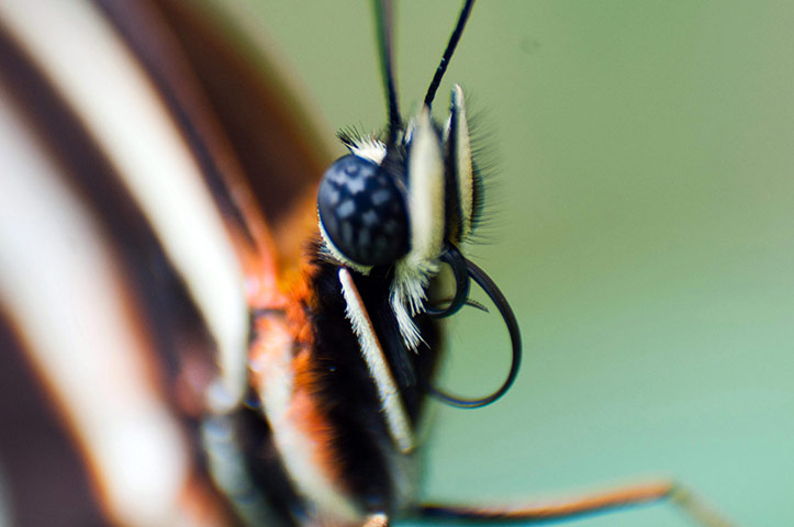 Haiti by night: Butterfly Farm in Bello