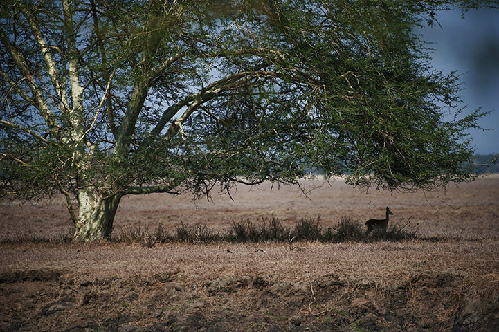 Haiti by night: An impala enjoys the shade of fever tree 