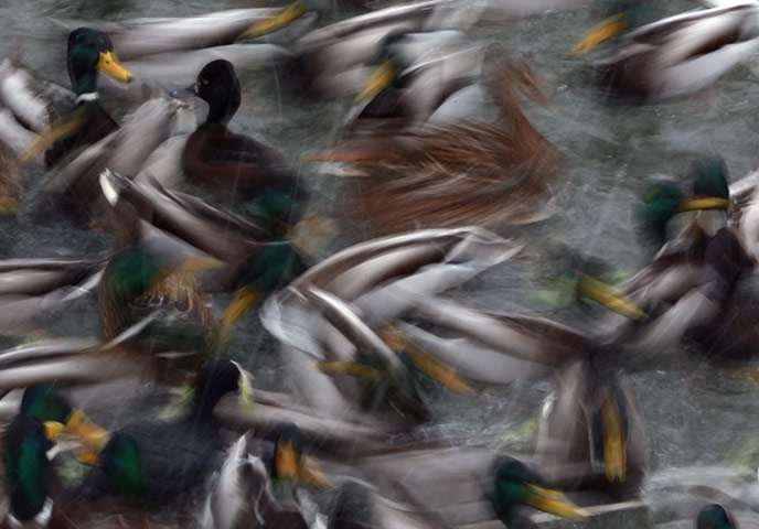Haiti by night: Ducks scramble for food during feeding time in the zoo in Berlin