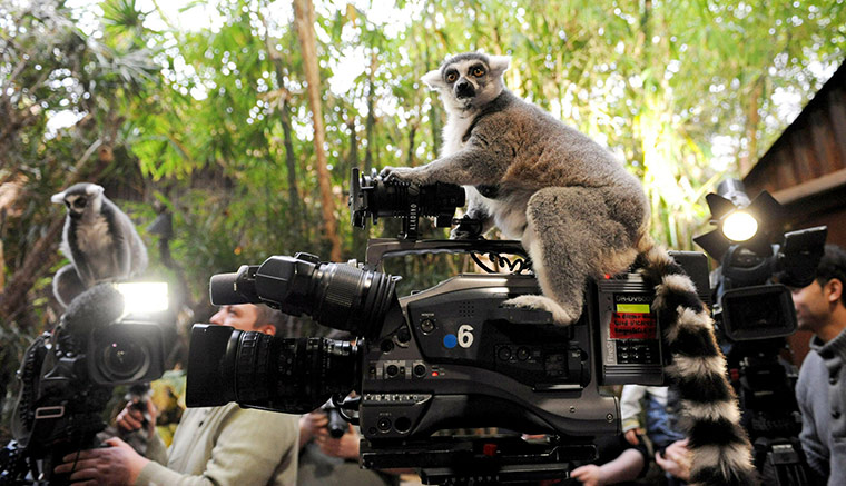 Week in wildlife: Ring-tailed lemurs inspect the cameras 