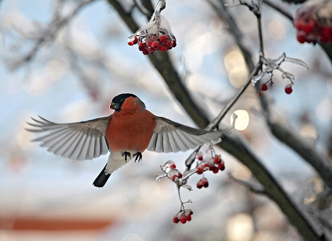 Week in wildlife: A bullfinch flies between ice crusted branches of rowan berries