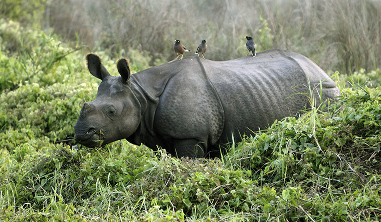 Week in wildlife: Birds rest on the back of a baby one-horned rhinoceros, Nepal