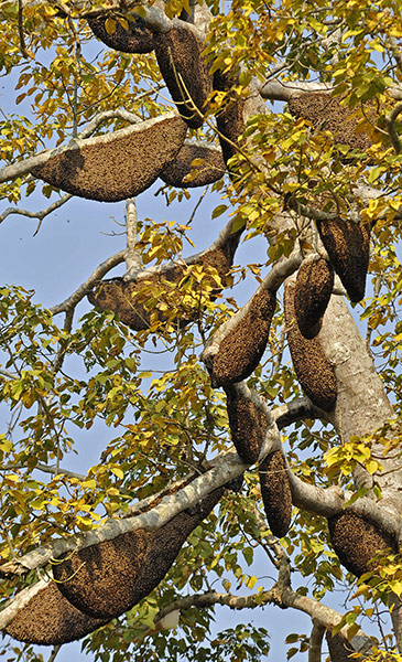 Week in wildlife:  giant honeybee on a tree in Bahatpur village, Guwahati city in India