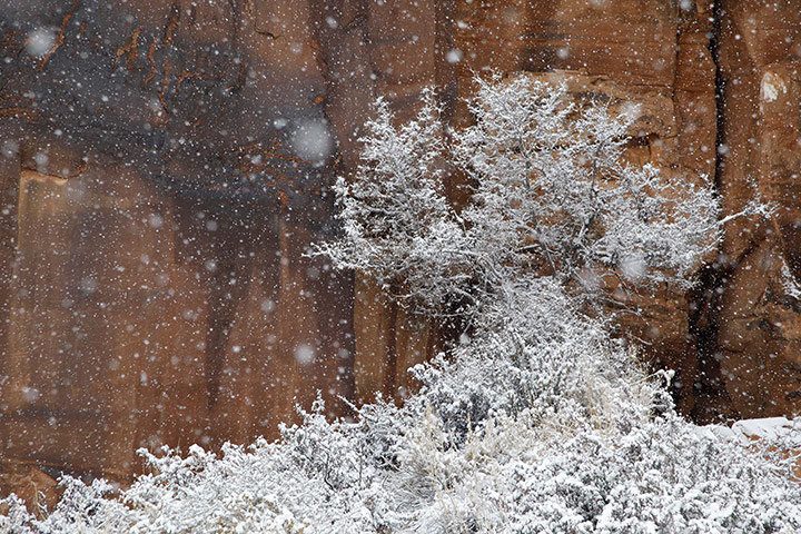 Week in wildlife: A snow-covered tree along state highway 279