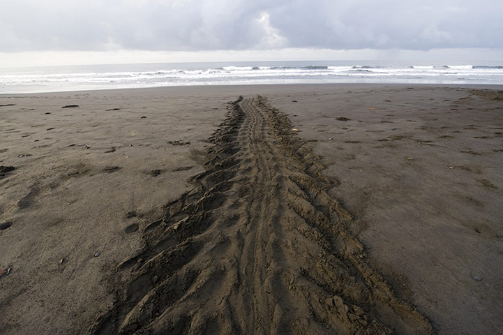 Week in wildlife: Leatherback sea turtle tracks on a nesting beach