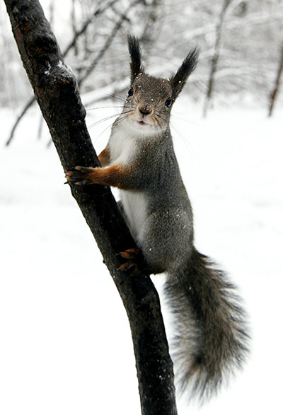 Week in wildlife: A squirrel sits on an ice covered branch