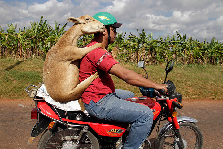 24 hours in pictures: A man carries a lamb on a motorcycle in Havana