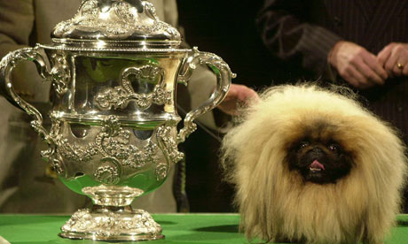 Health checks for Crufts entrants are too little too late | Jemima ...