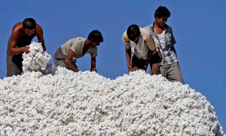cotton harvest in gujarat