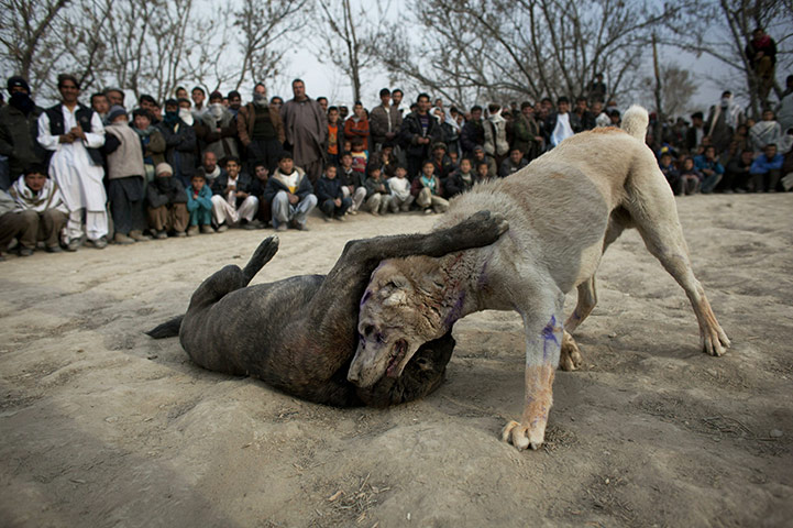 24 Hour: Afghan spectators watch as two fighting dogs attack each other in Kabul