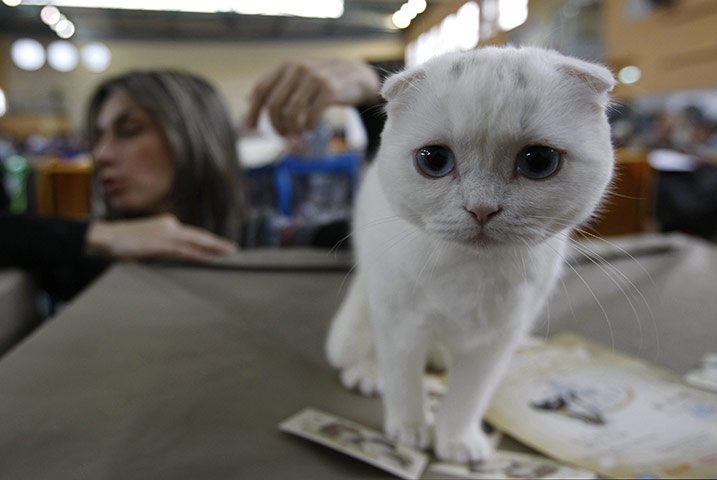 24 hours: Holon, Israel: A Scottish Fold cat stands during a cat exhibition