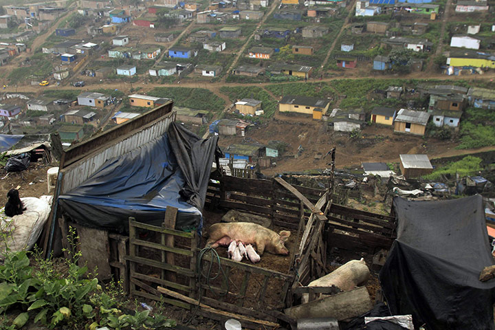 24 hours in pictures: piglets