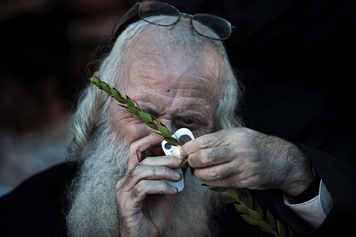 24 hours in pictures: Jerusalem: An ultra-Orthodox Jewish man selects the Hadas or Myrtle