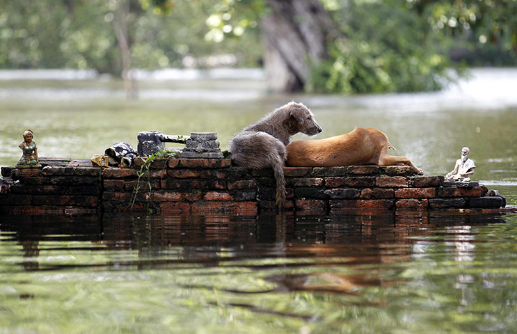 Flooding in Thailand: Dogs find refuge on a wall near a flood submerged ancient temple