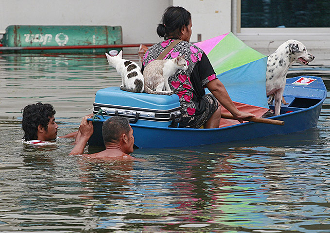 Flooding in Thailand: A woman and her pets are transported on a boat
