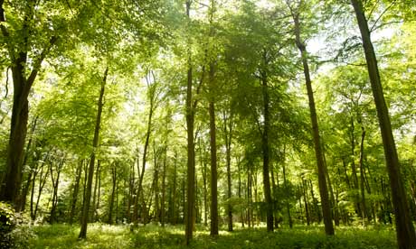 forest trees