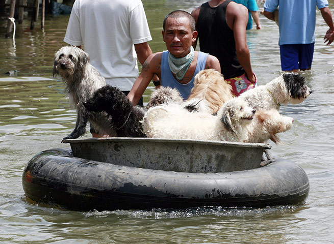 Thailand floods: A man transports dogs on a raft after floods in Ayutthaya