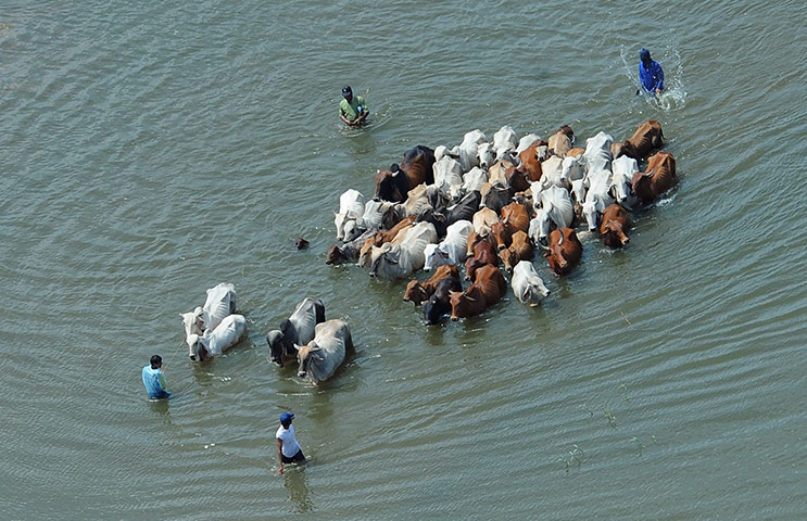 Thailand floods: Men leading cows through floodwaters, Thailand