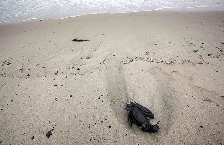 Rena oil spill: on Papamoa Beach near Tauranga , New Zealand