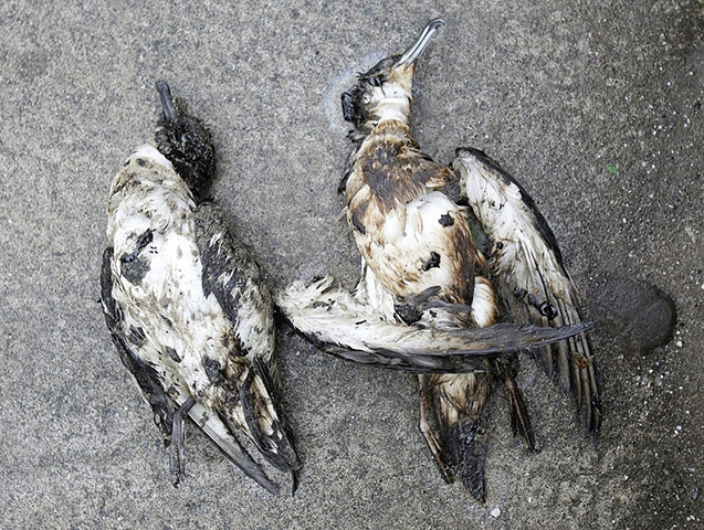 Rena oil spill: on Papamoa Beach near Tauranga , New Zealand