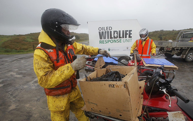 Rena oil spill: Conservation officials on Papamoa Beach near Tauranga , New Zealand