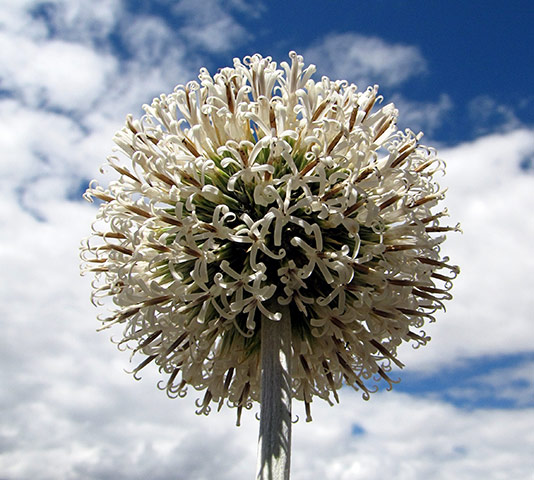 In pictures: : flower