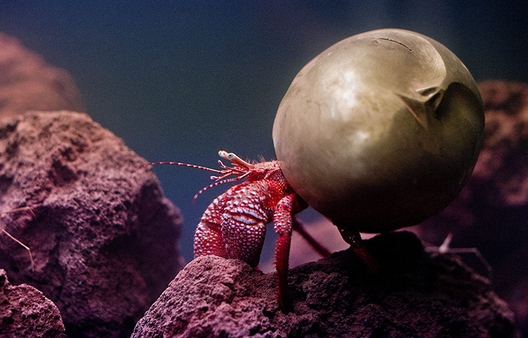 Frieze Art Fair 2011: Pierre Huyghe's 