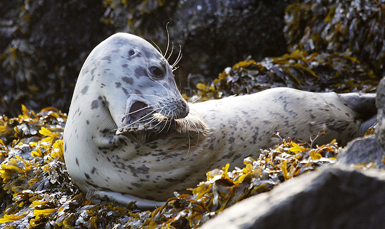 24 hours in pictures: A harbor seal pup grabs his foreflippers in his mouth , Seattle