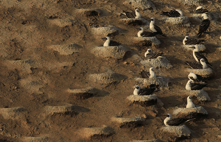 Week in wildlife: Boobies nest on the Ballestas island