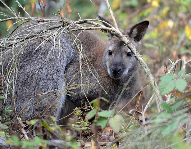 Week in wildlife: Kangaroo escape in Hesse