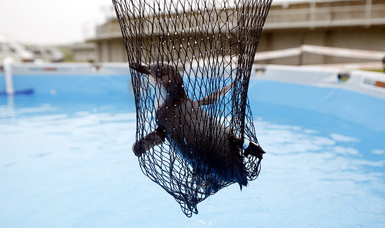 Week in wildlife:  wildlife facility in Tauranga, New Zealand Tuesday