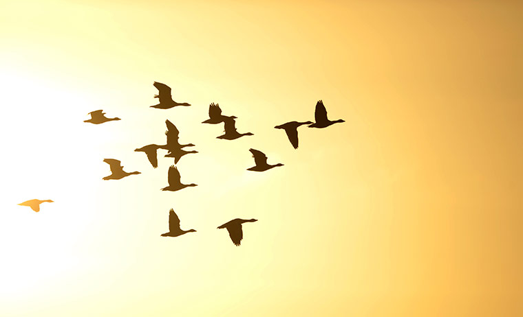 Week in wildlife: Geese fly over a field in Linum in the eastern German