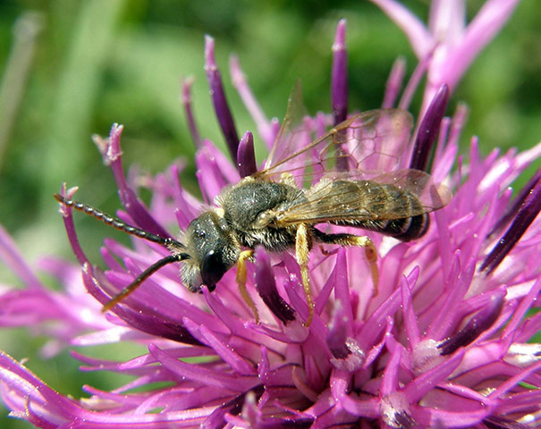 Week in wildlife: solitary bee Halictus eurygnathus 
